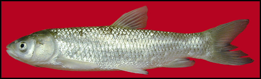 Grass Carp Scientific Name Pronunciation